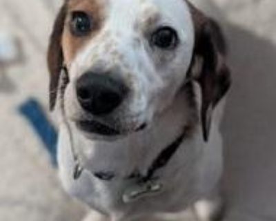 PLEASE NOTE: WE DO NOT REPLY TO E-MAIL INQUIRIES UNTIL AN APPLICATION HAS BEEN SUBMITTED. We are a small group with limited help. Your application helps us determine if a particular dog will be a good fit for you. The application can be found at: www.sosbeagles.org/adoptionform.php Our NJ foster reported in: Meet Trivet, the incredible tripod with an even more incredible heart! Losing a leg has...