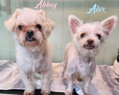 Alex and Abbey - Shih Tzu/Chihuahua Mix Male Dog for Adoption