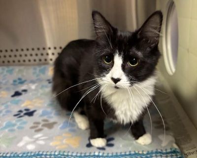 Characteristics Affectionate, Friendly, Quiet Coat length Medium Health Vaccinations up to date, spayed / neutered.. Young Female Medium Black & White / Tuxedo