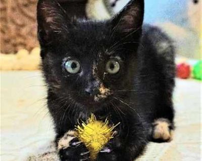 KITTEN SUNSPOT - Domestic Mediumhair Female Cat for Adoption