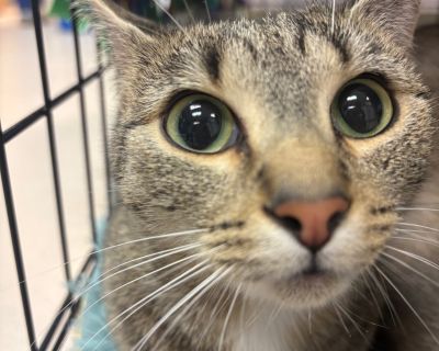 Health Vaccinations up to date.. Young Female Medium Brown / Chocolate