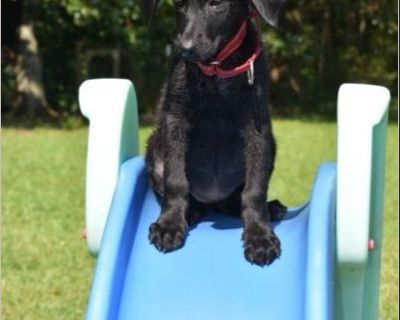 Foxtrot (female) - German Shepherd Dog & Labrador Retriever Mix Female Puppy for Adoption