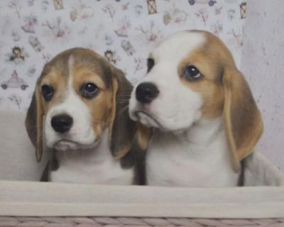 Beagle Puppies for Sale in CA (California)