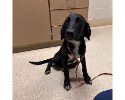 Aubrielle - Labrador Retriever/Mixed Breed (Medium) Mix Female Puppy for Adoption