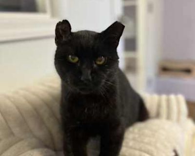 Born November 2018 Hi, My name is Pudding and I'm about seven years old. The volunteers at the Kitty Cottage say I'm as sweet as pudding. I was found wandering around Port Chester, looking for a safe place and a little kindness. I was cared for once but it didn't stick and I've been waiting a long time for another chance. Please don't mind my crinkled ear. I had an infection but I didn't have a...