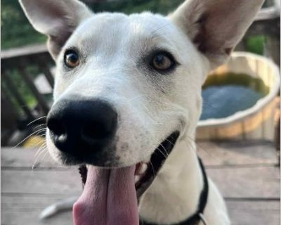 Hitch - Male Puppy White Shepherd / Lab for Adoption
