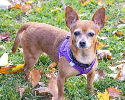 Description of the Pet **Applicant Requirements:** -Be at least 21 years of age and the Homeowner or Rentee. -Households with children under 8 years of age, must have a physical fence attached to the home or an electric/invisible fence. However, there are other instances when a fence may be required for the safety of the dog or puppy Name: Elsie Age: 6 yrs DOB: 10/23/19 Weight: 8 pds Temperamen...