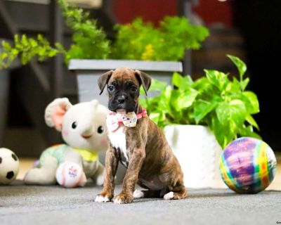 Introducing a stunning AKC Boxer puppy, Muffin! Not only does she have a striking appearance, she carries himself with confidence that radiates elegance and charm. Her irresistible, vibrant personality is as captivating as her good looks. Whether you take her for a walk to explore the outdoors, teach her a new trick or snuggle up for a nap, she will love being by your side. Her curiosity will k...