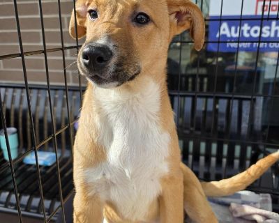 Yaddle - Pit Bull Terrier & Cattle Dog Mix Female Puppy for Adoption