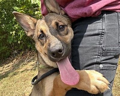 Scrappy Doo - German Shepherd Dog Male Dog for Adoption