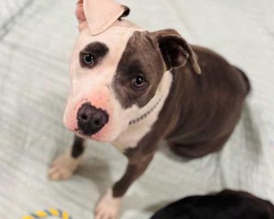 Bice - American Bulldog/Mixed Breed (Medium) Mix Male Dog for Adoption