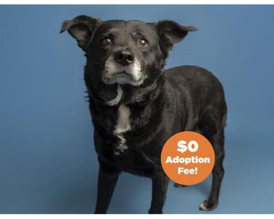 ROO - Border Collie/Labrador Retriever Mix Female Dog for Adoption