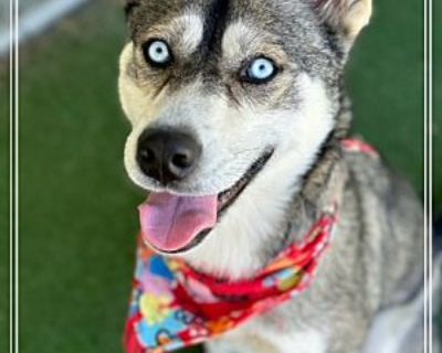 KACEE - Husky/Alaskan Malamute Mix Female Dog for Adoption