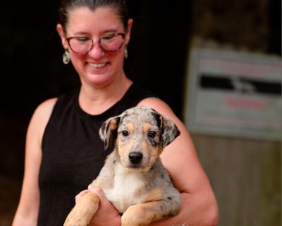 Max - Catahoula Leopard Dog & German Shepherd Dog Mix Male Puppy for Adoption