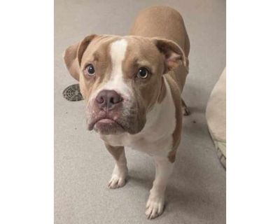 Auggie - American Bulldog/Boxer Mix Male Dog for Adoption