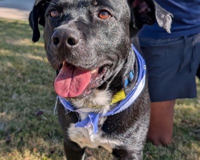 Meet Rooney, the sweetest 2-year-old, 56 lb Labrador Retriever mix looking for his forever adventure buddy! Rooney is the perfect mix of playful energy and gentle affection. He loves a good game of fetch, enjoys walks, and is just as happy cuddling up for a cozy night in. He s friendly, sweet, and incredibly loyal the kind of pup who will follow you from room to room just to be near you. Rooney...