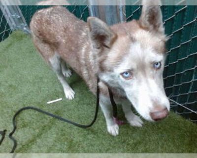 Adult * Location Downey, CA, 90242 USA USA *. Dog Breed: Siberian Husky (medium coat). Physical Attributes Coat Length: Medium Additional Information Was the Dog Found No