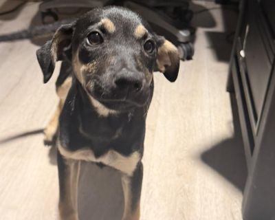 Odessa (Texas Sweethearts) - German Pinscher Mix Female Puppy for Adoption