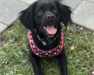 Matilda is a bright and bouncy little lady who's ready to bring love and laughter into her forever home! This 2-year-old long-haired Chihuahua mix is full of personality - playful with dogs, affectionate with her humans, and always up for an adventure (or a cuddle on the couch afterward). She may bark when meeting new people or dogs, but don't be fooled - she just wants to say hello! Once she's...