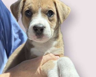 GREEK GOD LITTER: HERA - Shepherd (Unknown Type) Female Puppy for Adoption