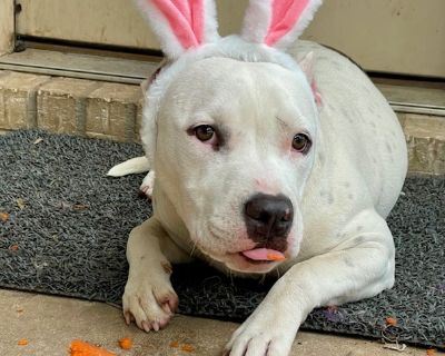 Snowy Sasha - Pit Bull Terrier Mix Female Puppy for Adoption