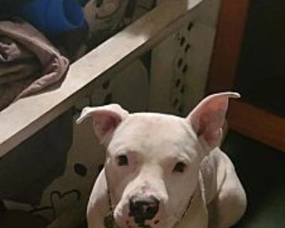 Jax - Dogo Argentino/Labrador Retriever Mix Male Puppy for Adoption