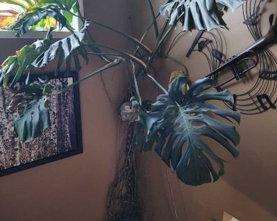 Monstera Araceae Plant