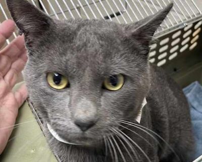 Jeramiah (mcas) - Domestic Shorthair Male Cat for Adoption