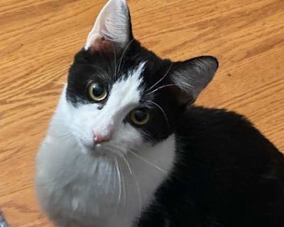 Kiri - Domestic Shorthair Female Cat for Adoption