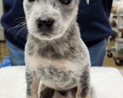 Pacey - Australian Cattle Dog / Blue Heeler & Jack Russell Terrier Mix Male Puppy for Adoption