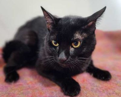 Corey is an extremely playful and affectionate cat. He's very comfortable around humans, including strangers and will come and cuddle with you a lot. Corey is the bro who loves everyone, and everyone loves. He's very comfortable being handled and petted and very well behaved. He's perfect for anyone looking for a very affectionate pet. He likes cats, but he can be dominant. Corey is FIV and FeL...