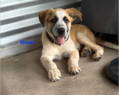 Stuart - Australian Cattle Dog / Australian Shepherd Male Puppy