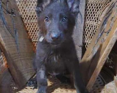 Gray - German Shepherd Dog Male Puppy for Adoption