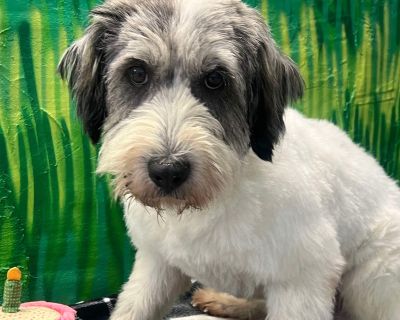 Otis - Wheaten Terrier Mix Male Dog for Adoption