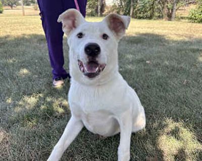 Cotton $95 - Labrador Retriever/Shepherd (Unknown Type) Mix Male Dog for Adoption
