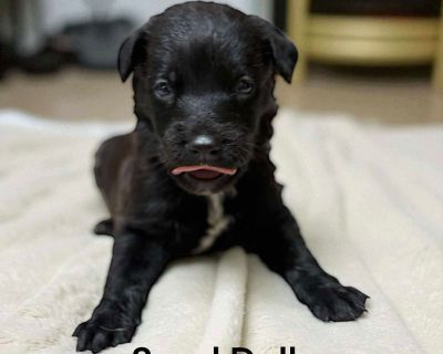 You can fill out an adoption application online on our official website.Meet Sand Dollar. Came from Memphis with her mom and 8 siblings! Rescued from being euthanized for space. Flew in by Pilots for Paws. They will be available 11/18/25. To apply to meet Sand Dollar, fill out an application at ProjectHopeARF.org.. Puppy Female Medium