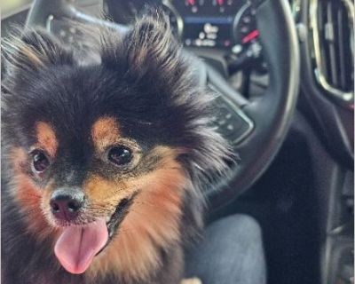 Mila Kunis - Female Puppy Pomeranian for Adoption