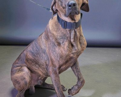 Ernie - Greyhound & Plott Hound Mix Male Dog for Adoption