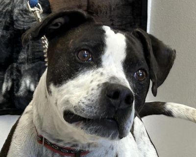 Zeus - Pit Bull Terrier Male Dog for Adoption