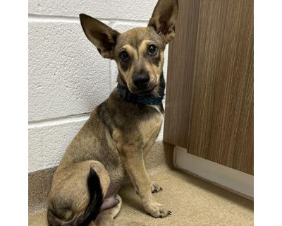 Big Hoss - Shepherd (Unknown Type)/Mixed Breed (Medium) Mix Male Puppy for Adoption