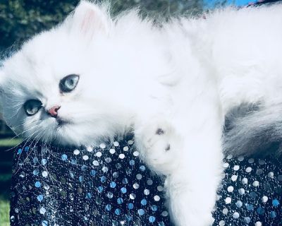 Gorgeous Doll Face Chinchilla boys avail