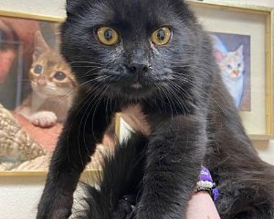 Raindrop - Domestic Shorthair Male Cat for Adoption