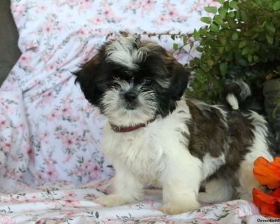 Krista - 9 Weeks Female Shih Tzu Puppy for Sale