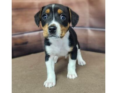 Ocean- Available 9\/14 - Beagle/Mixed Breed (Medium) Mix Female Puppy for Adoption