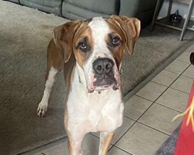 Kevin - Great Dane/Boxer Mix Male Dog for Adoption