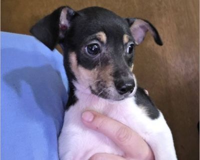 Name: Bean Age: 2 Months Breed: Chi/Terrier mix Gender: male Weight: (5 Good with kids: yes Good with dogs: yes Good with cats: yes Current on vaccinations: yes Adoption also includes Certified Vet Inspection, and Prior vetting paperwork. Foster location: New London Application & Website: %81|https://www.ourpackanimalrescue.com/adoption.html %81 Bio: Meet Bean! Bean is an adorable 8-week-old Ch...