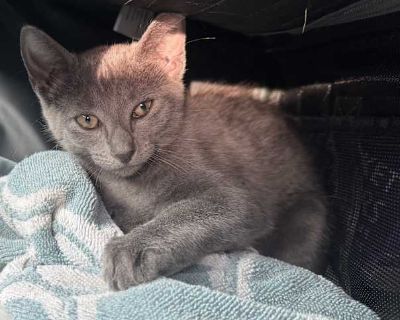 Silver - Russian Blue Female Cat for Adoption