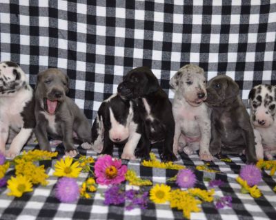 5 Female Great Dane Puppies for Sale