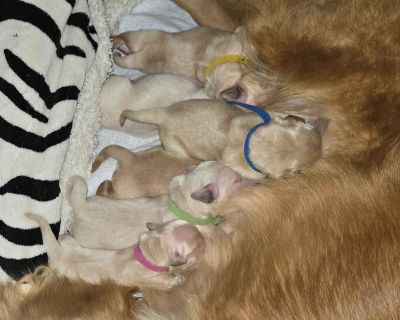 7 Male and 3 Female Golden Retriever Puppies for Sale