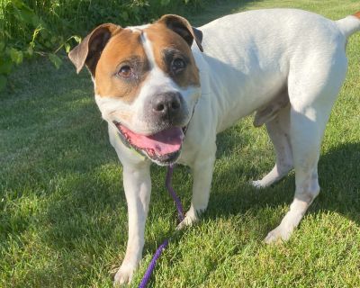 Yahtzee - Pit Bull Terrier Male Dog for Adoption